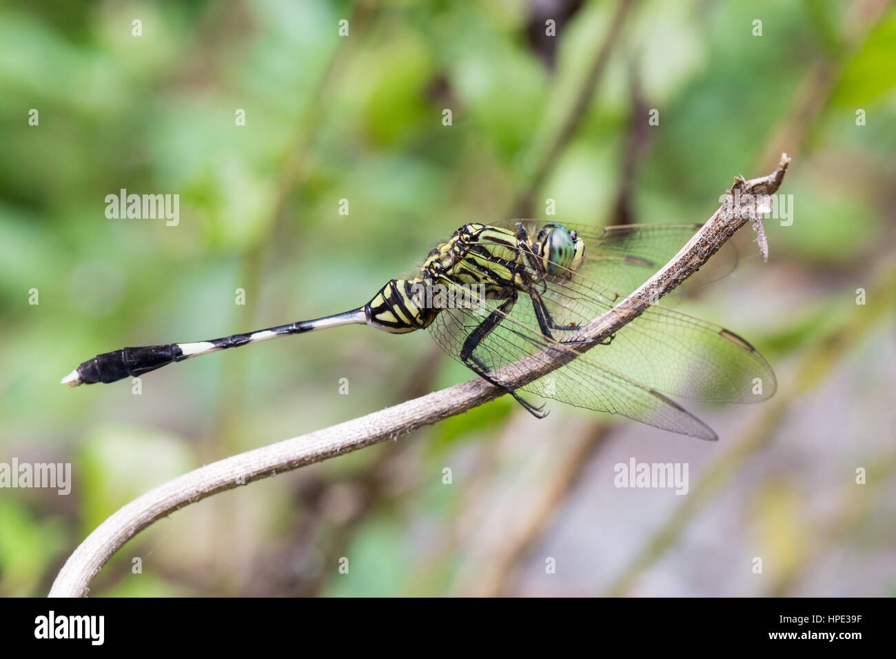 Portrait of dragonfly - Green Skimmer Stock Photo - Alamy