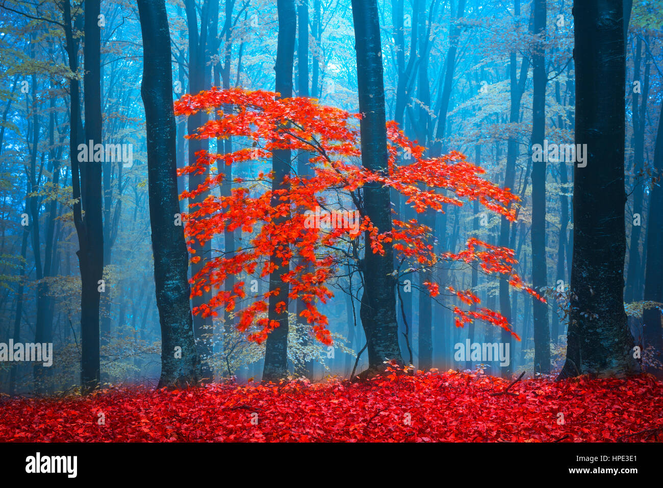 Red tree in beautiful autumn forest Stock Photo - Alamy