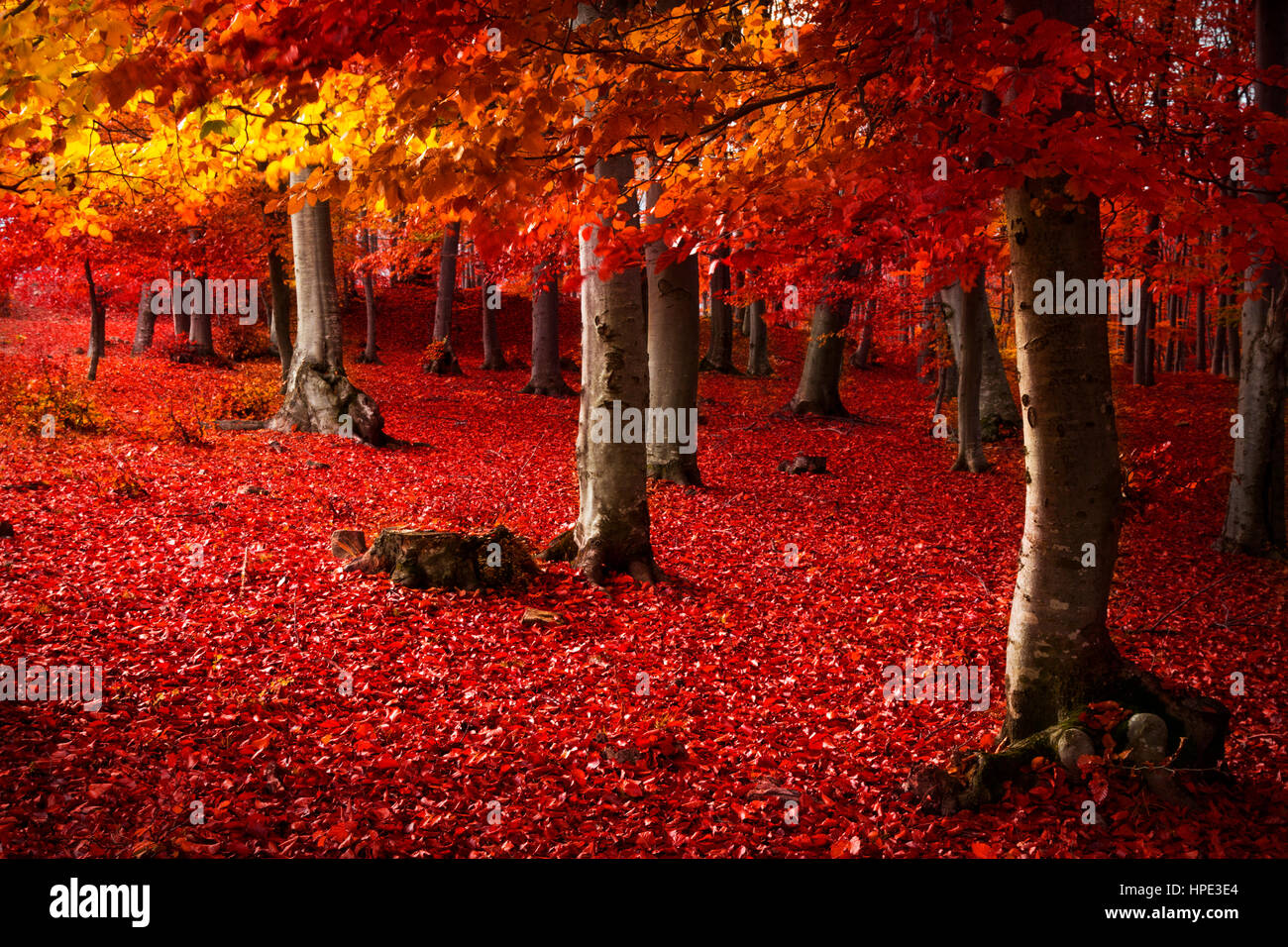 Red tree hi-res stock photography and images - Alamy