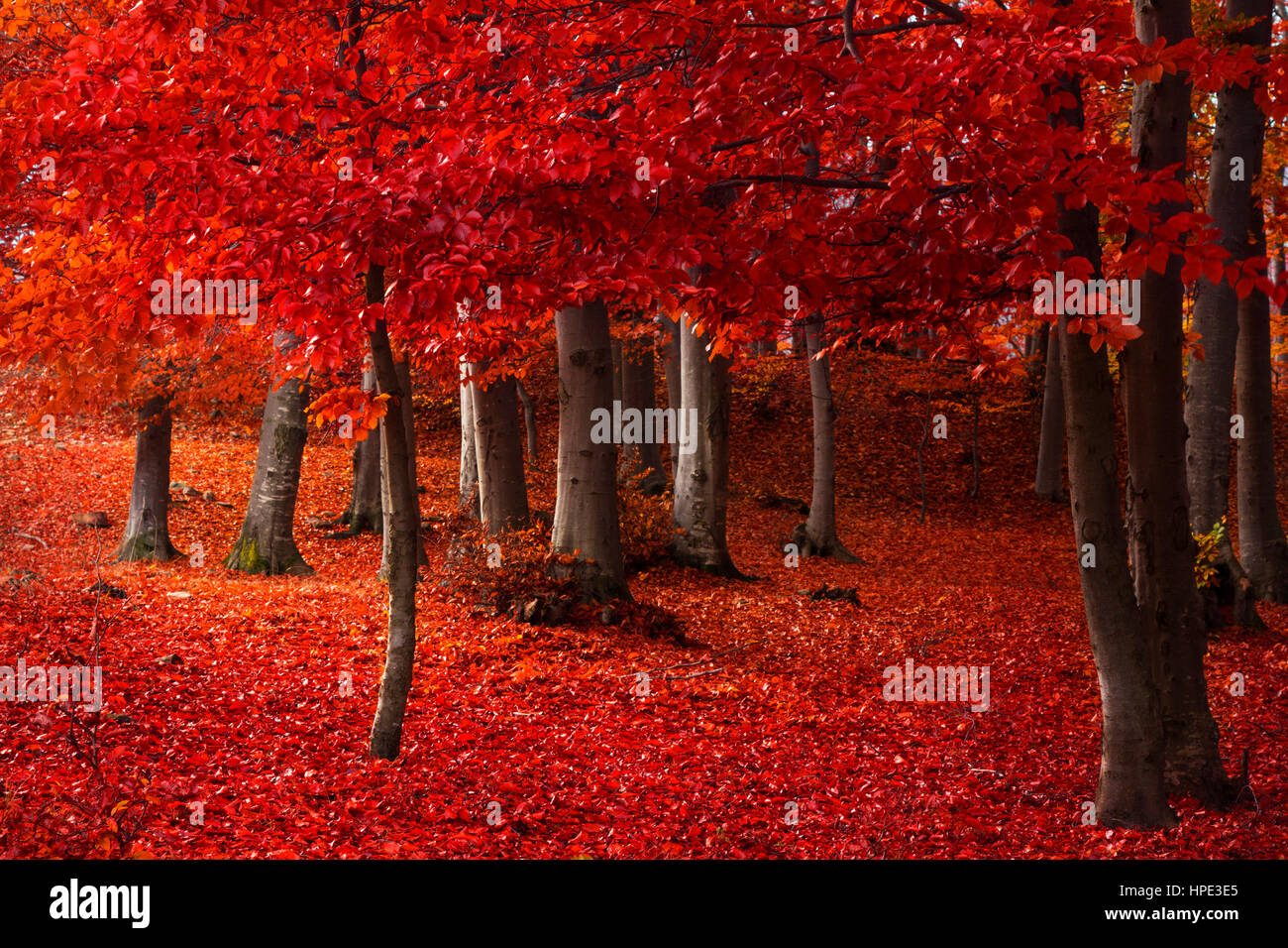 Red tree in beautiful autumn forest Stock Photo - Alamy