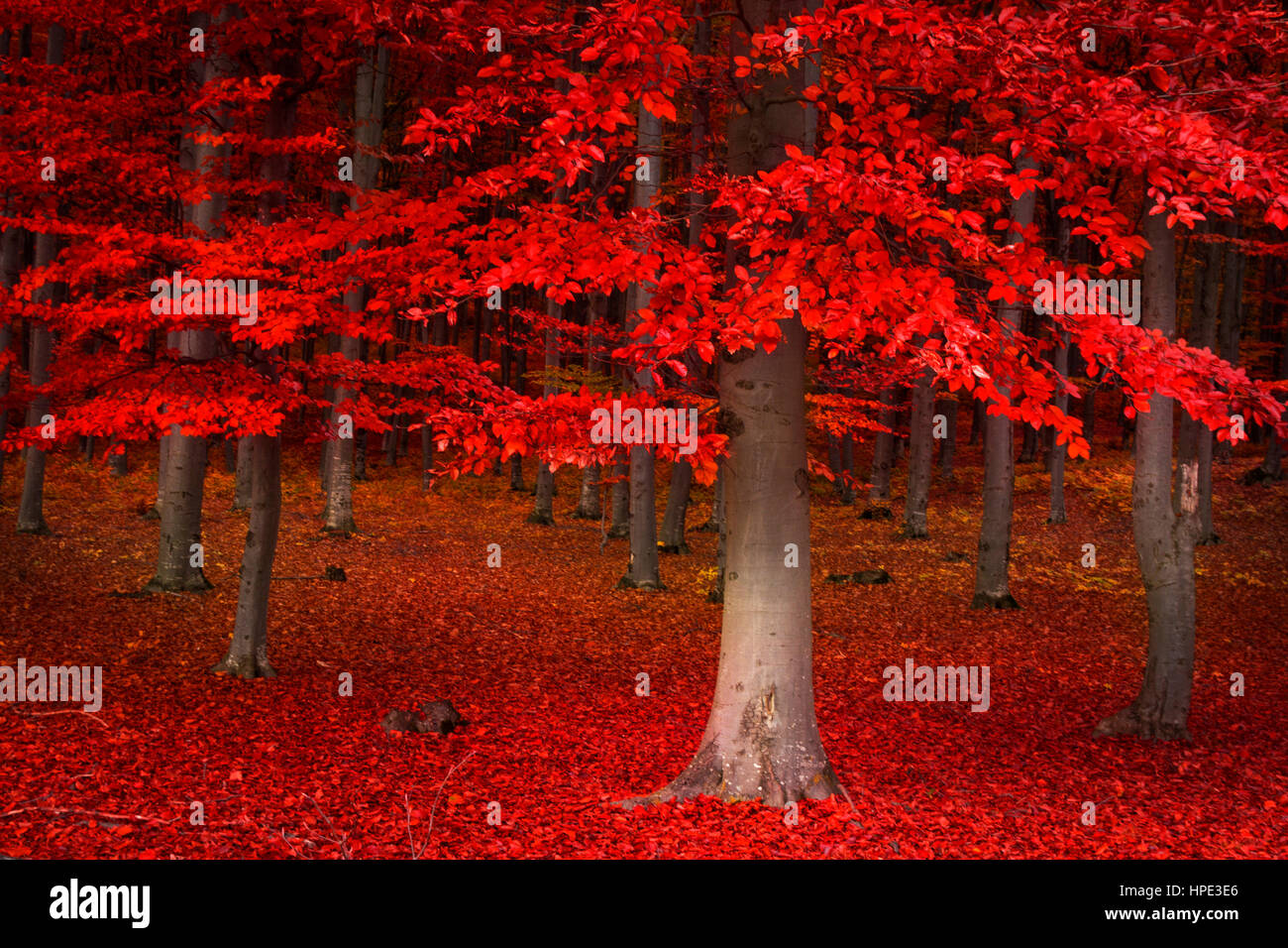 Forkortelse farvning Leonardoda Red tree hi-res stock photography and images - Alamy