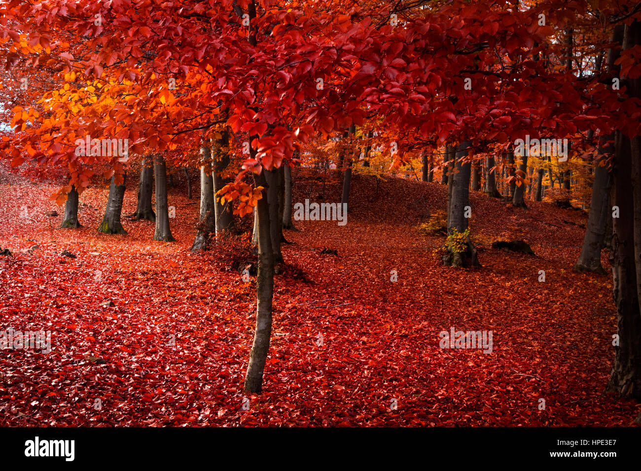 Red tree in beautiful autumn forest Stock Photo - Alamy
