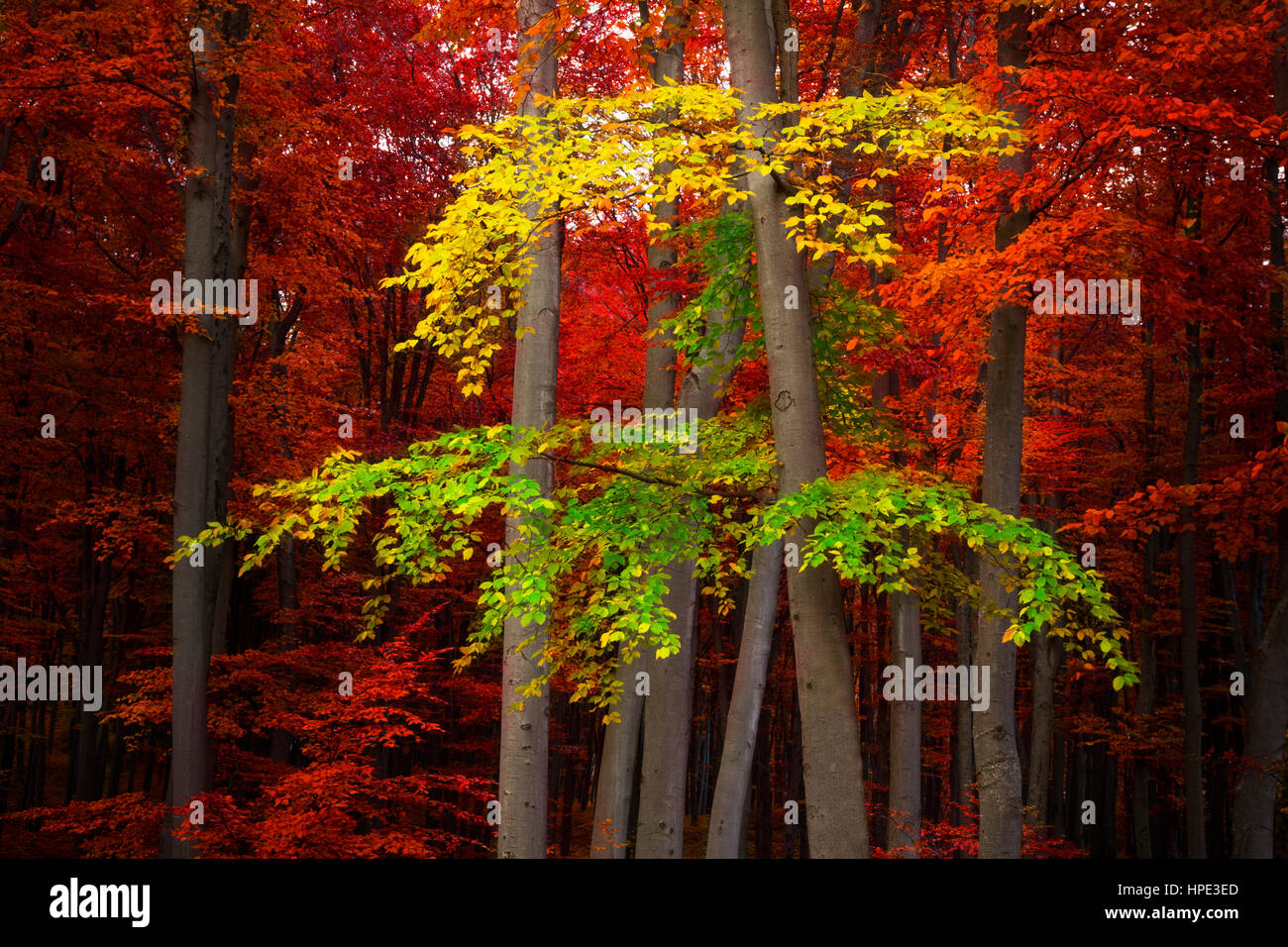 Red tree in beautiful autumn forest Stock Photo - Alamy