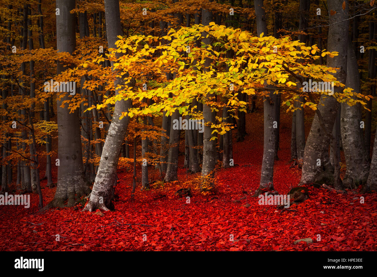Red tree in beautiful autumn forest Stock Photo - Alamy