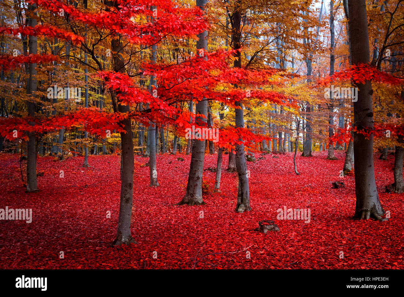 Red tree in beautiful autumn forest Stock Photo - Alamy