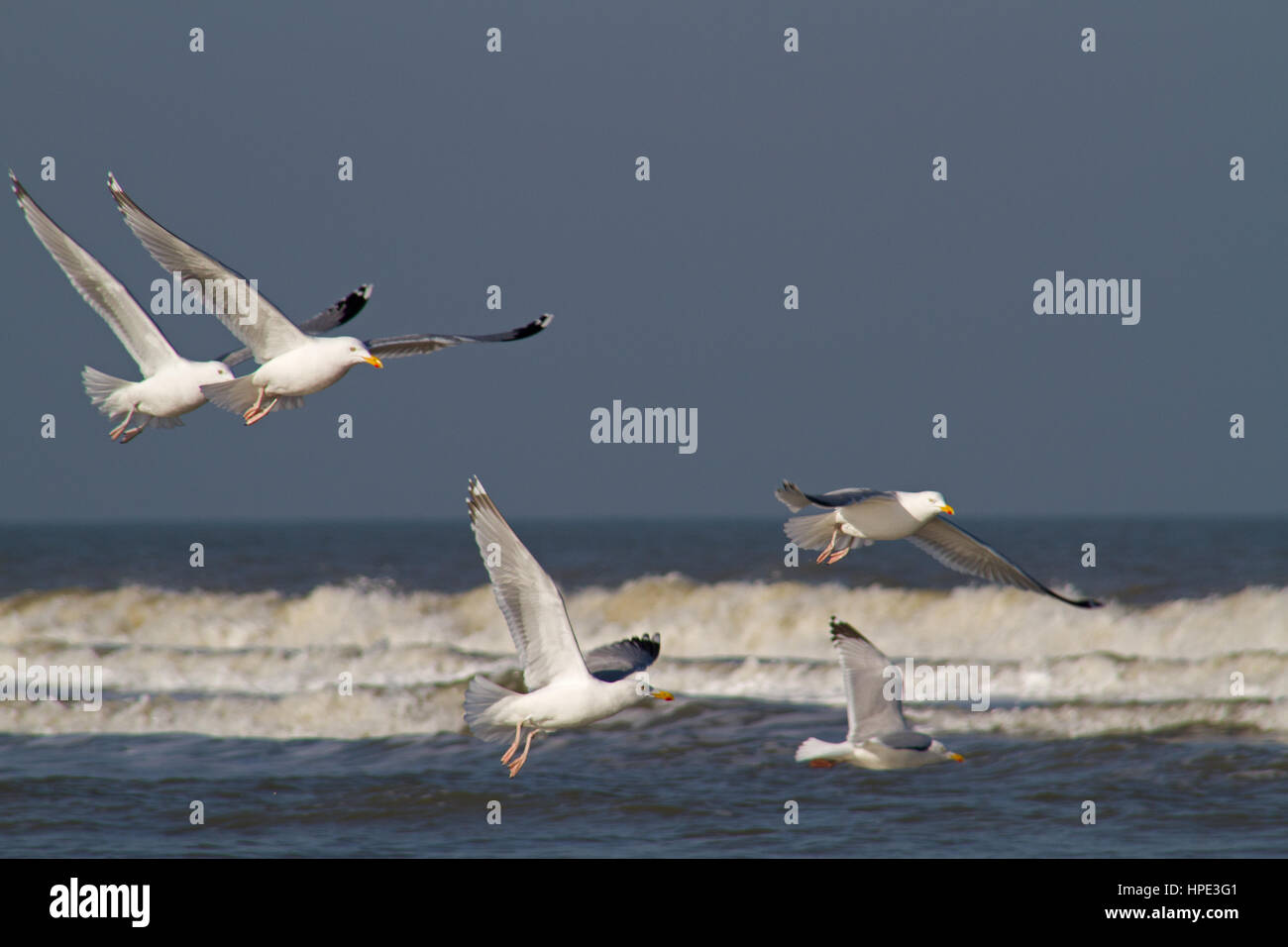 Five European herring gulls (Larus argentatus) flying above the sea Stock Photo