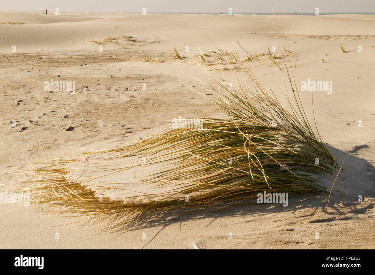 Beach grass buried by shifting sand Stock Photo