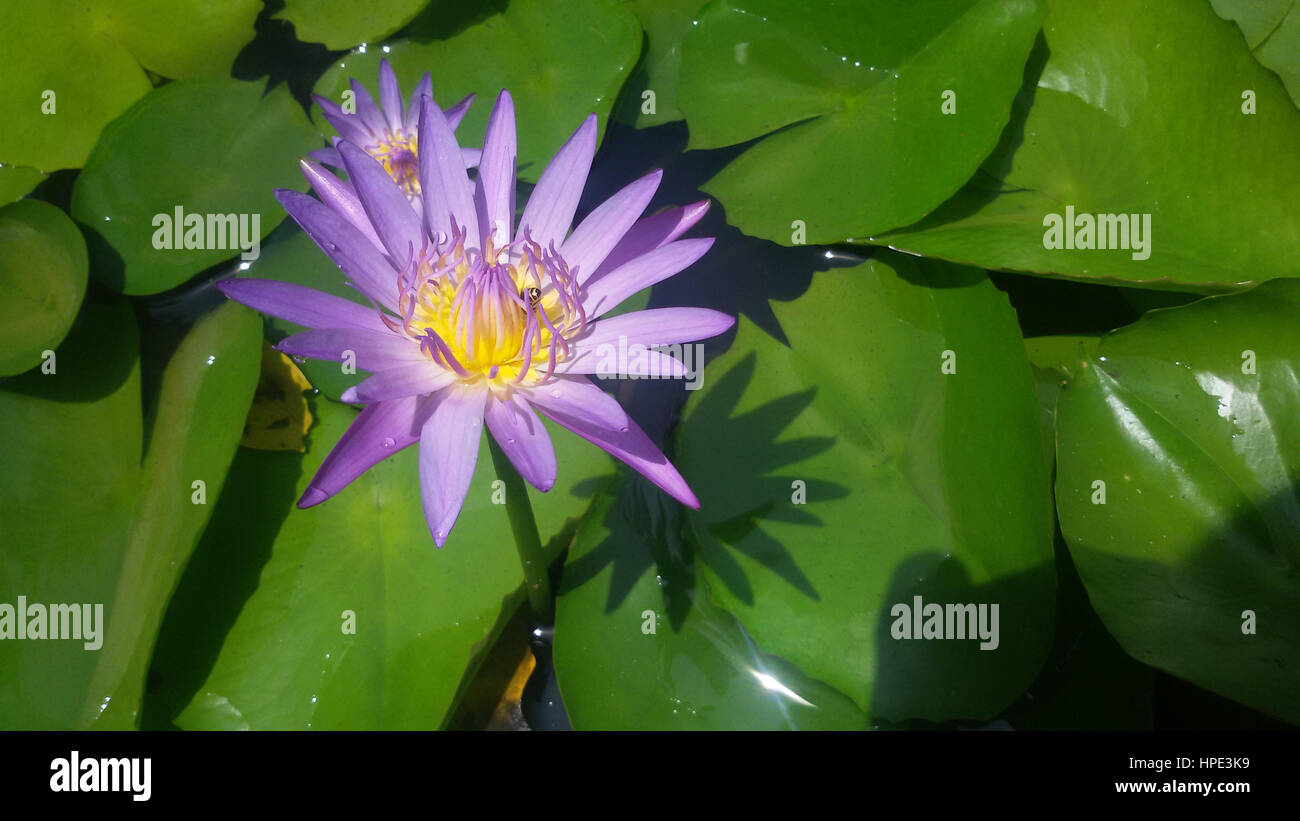 Lilac-colored water lilies with yellow centers, against background of leaves aand dark water. Picture can be rotated Stock Photo