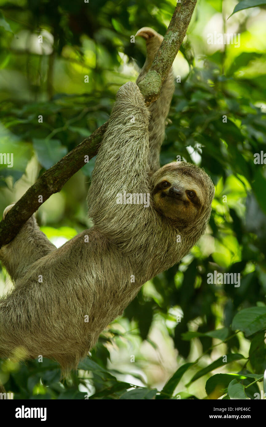 The Brown-throated Sloth, Bradypus variegatus, is a species of Three-toed Sloth found in Central and South America.  Shown here in Costa Rica.  They l Stock Photo