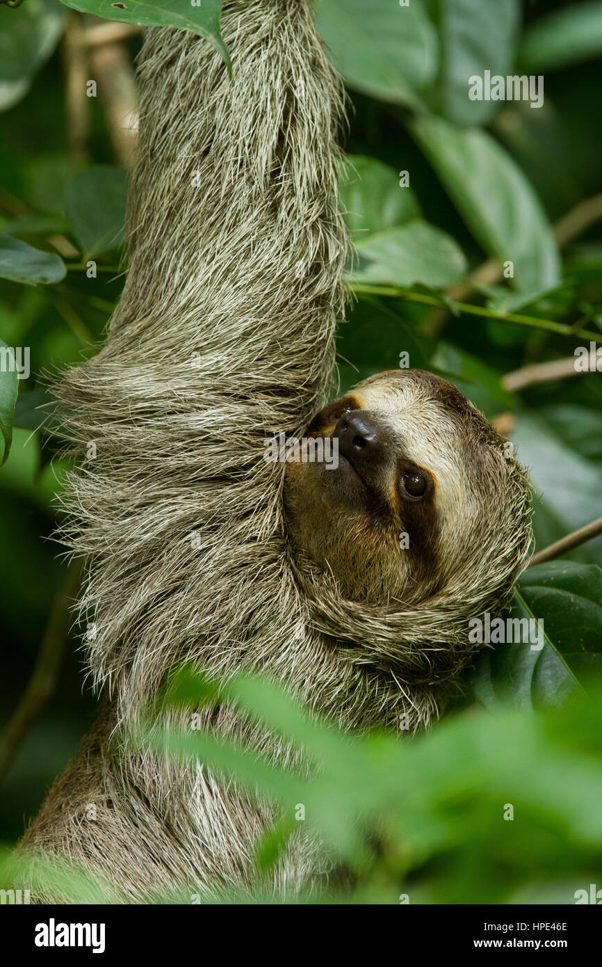 The Brown-throated Sloth, Bradypus variegatus, is a species of Three-toed Sloth found in Central and South America.  Shown here in Costa Rica.  They l Stock Photo