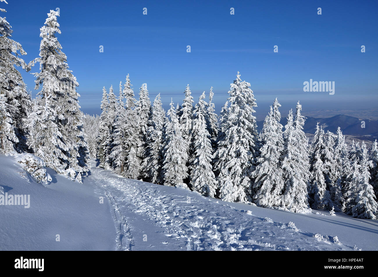 Winter landscape with snow covered fir trees Stock Photo - Alamy