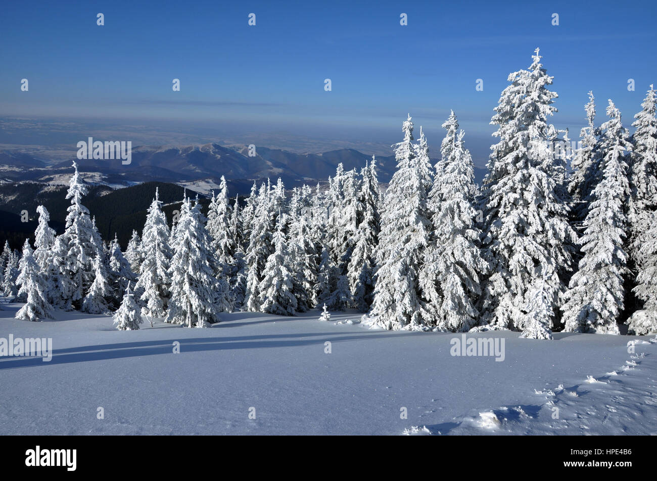 Snow covered pine tree forest in the mountains Stock Photo - Alamy