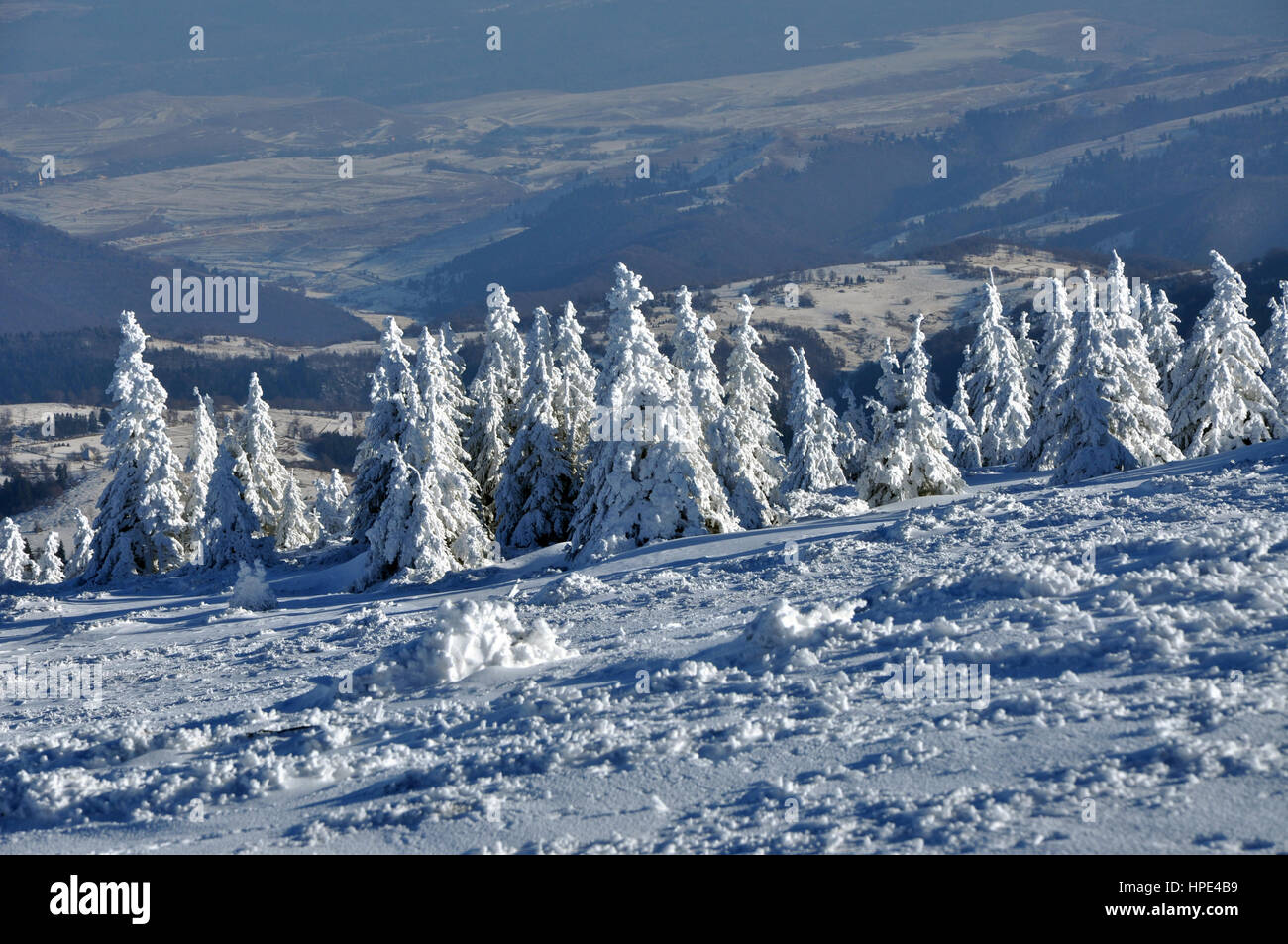 Snow covered pine tree forest in the mountains Stock Photo - Alamy