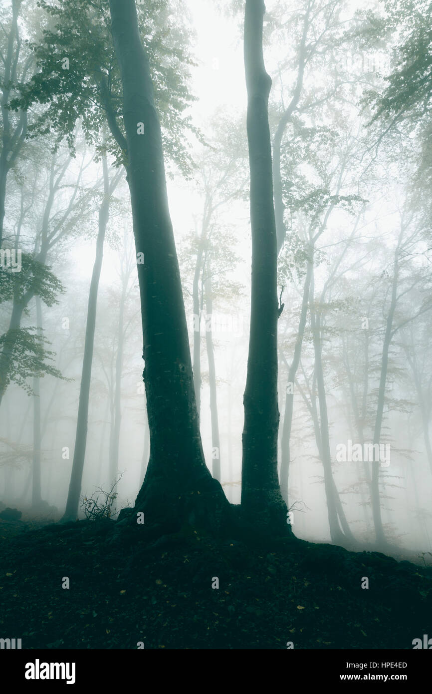 Dark gloomy foggy forest during an autumn day Stock Photo - Alamy