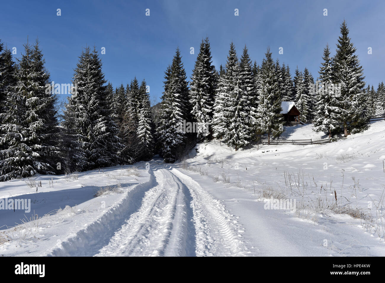 Snowy road going through the forest in the winter. Snow covered fir ...