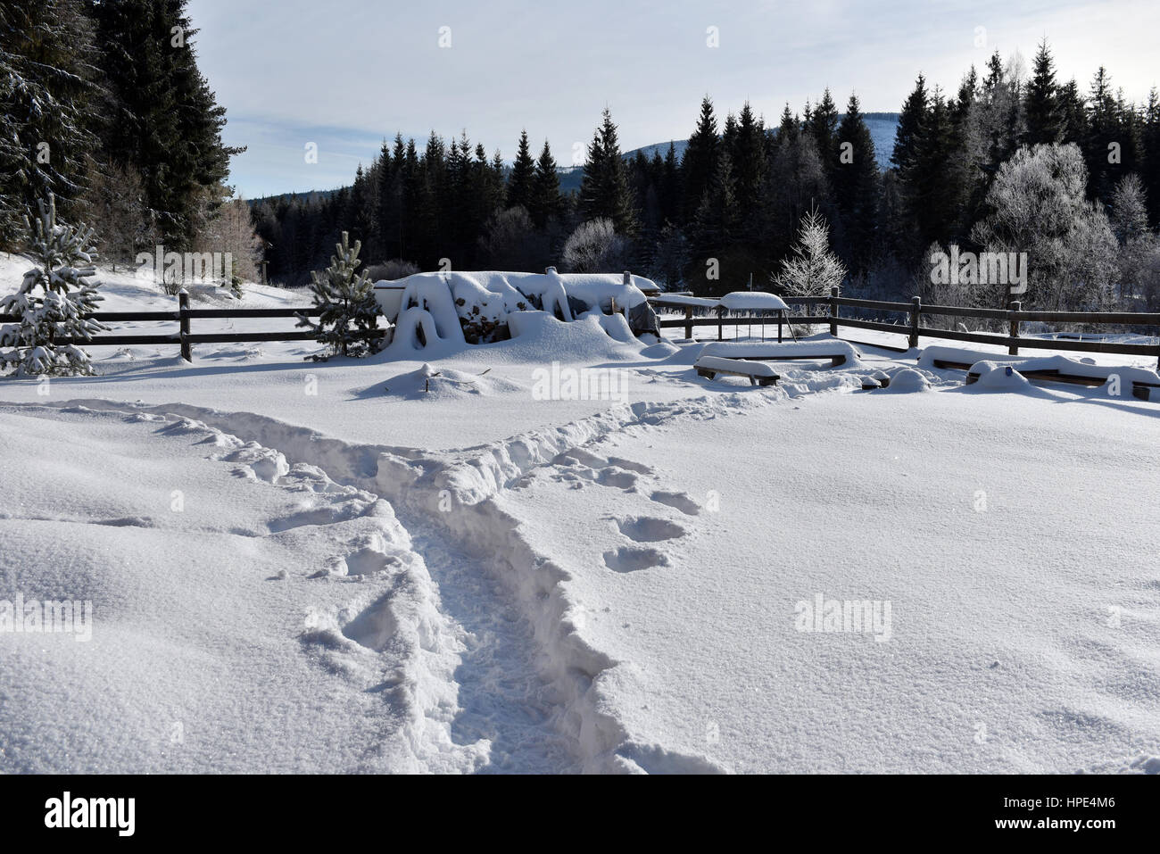 Snowy road going through the forest in the winter. Snow covered fir ...