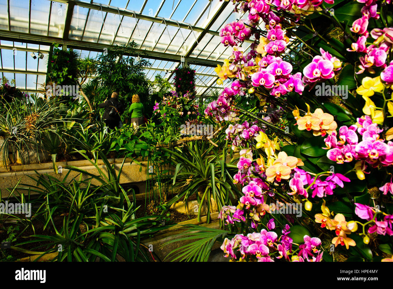 Orchids Exhibition,Tropical Plants,Kew Garden Stock Photo Alamy