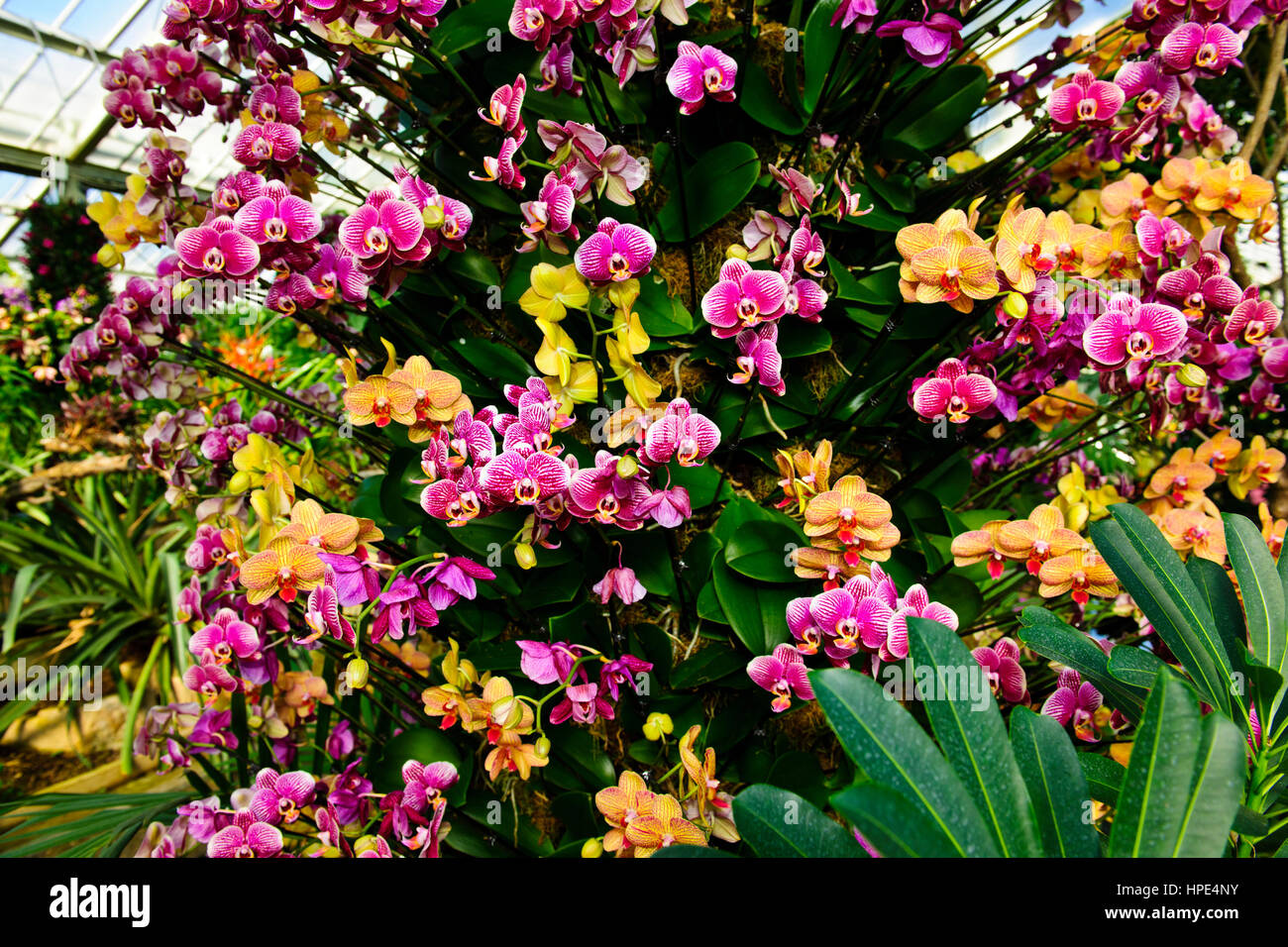 Orchids Exhibition,Tropical Plants,Kew Garden Stock Photo Alamy