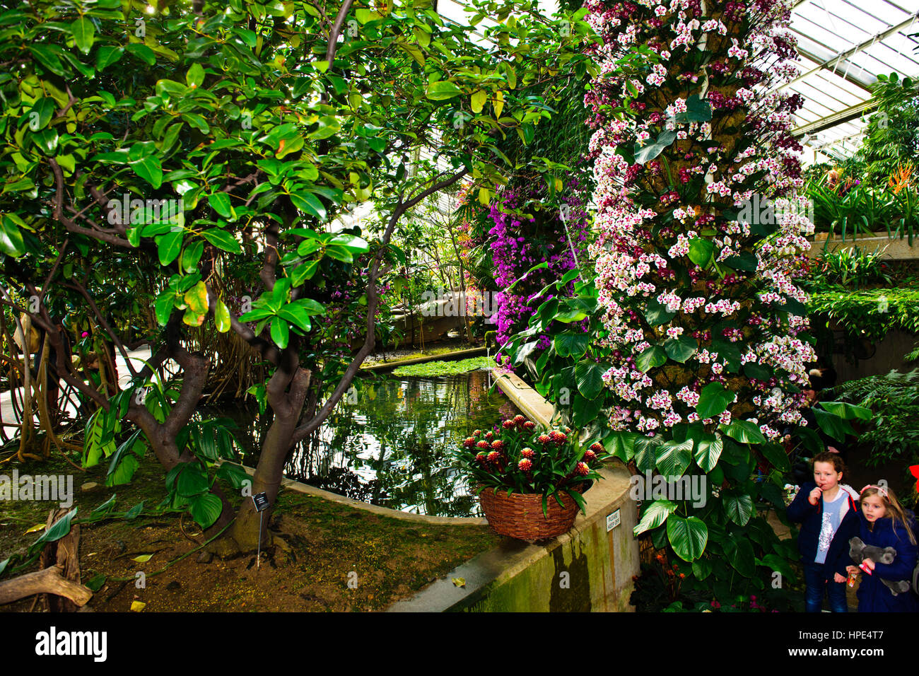 Orchids Exhibition,Tropical Plants,Kew Garden Stock Photo Alamy