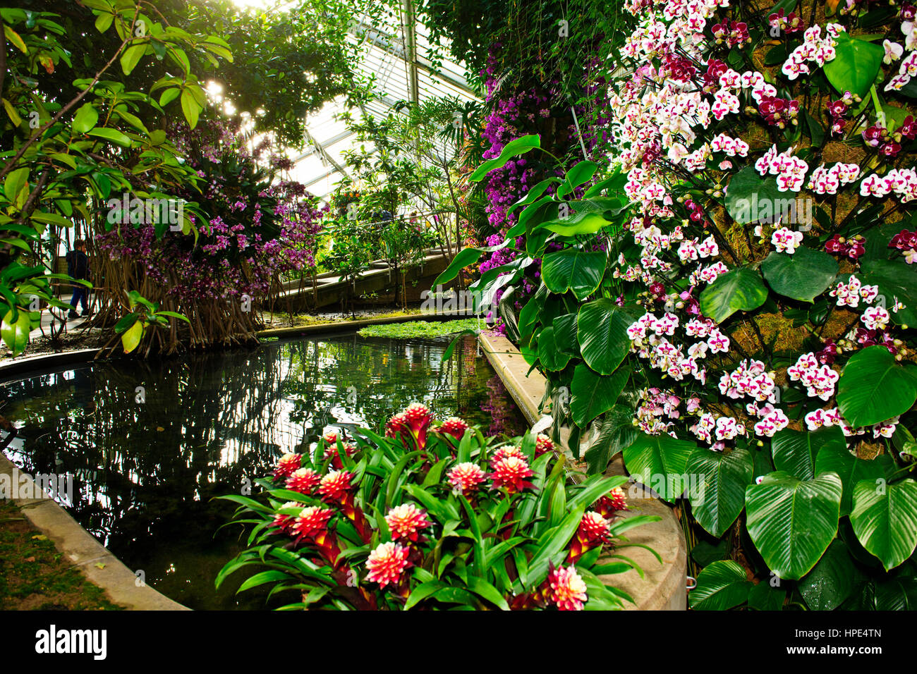 Orchids Exhibition,Tropical Plants,Kew Garden Stock Photo Alamy