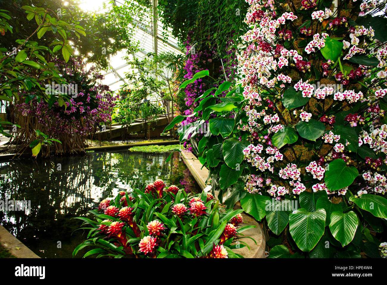 Orchids Exhibition,Tropical Plants,Kew Garden Stock Photo Alamy