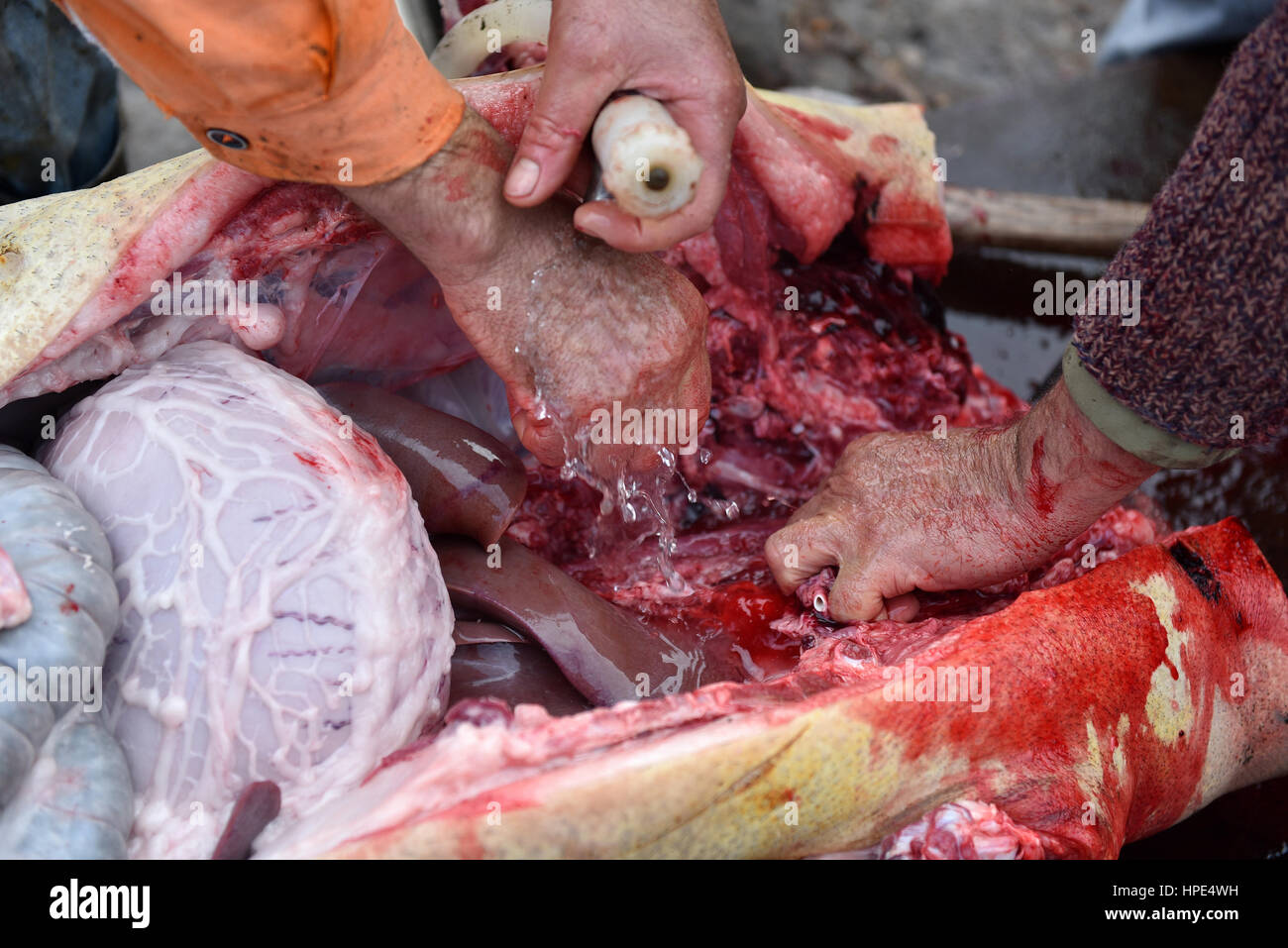 Evisceration. Slaughter cutting off the chitterlings of a pig Stock Photo - Alamy Evisceration. Slaughter cutting off the chitterlings of a pig Stock Photo - Alamy