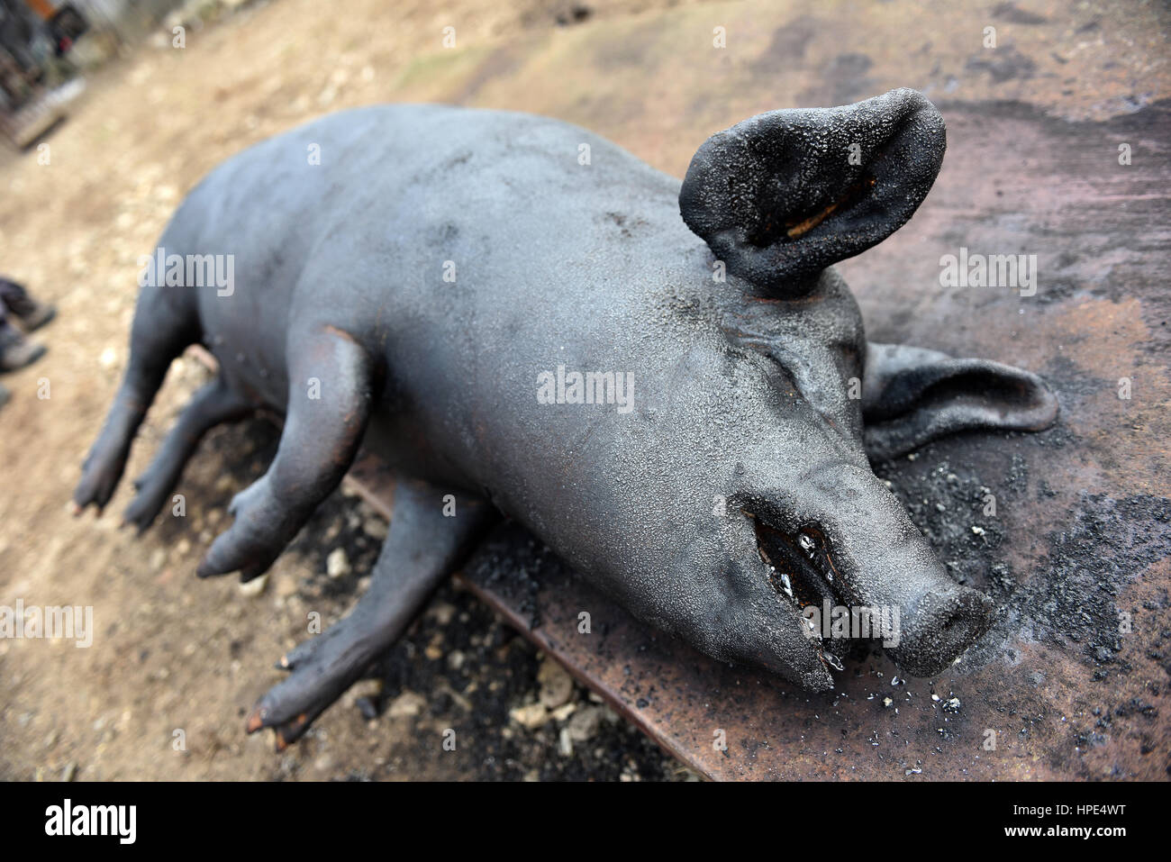 Traditional pig slaughtering hires stock photography and images Alamy