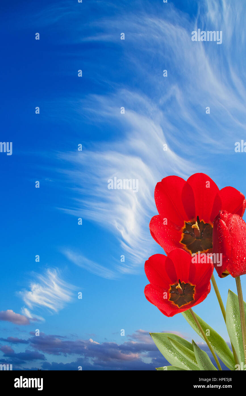 three red tulips on the blue sky Stock Photo - Alamy