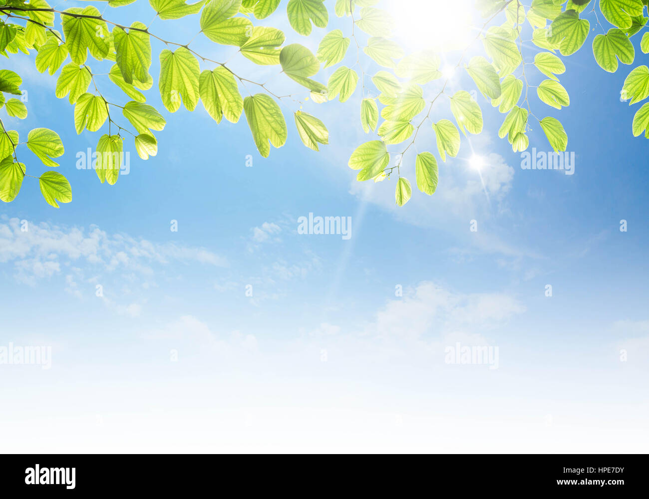 beauty peaceful sky with green leaf as background Stock Photo - Alamy