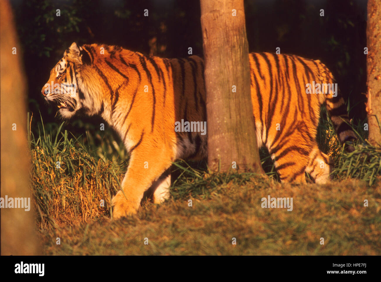 Siberian Tiger, the largest cat in the world Stock Photo Alamy