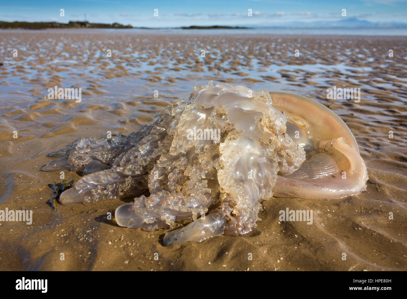 A beached Barrel Jellyfish (Rhizostoma pulmo) washed up on Southerness Beach, Dumfries and Galloway Scotland, UK. Stock Photo