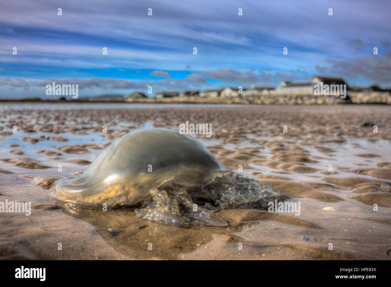 A beached Barrel Jellyfish (Rhizostoma pulmo) washed up on Southerness Beach, Dumfries and Galloway Scotland, UK. Stock Photo