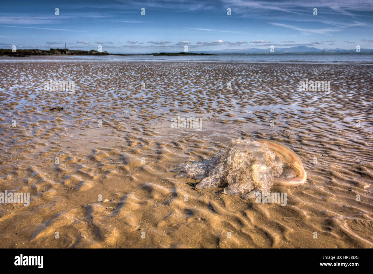 A beached Barrel Jellyfish (Rhizostoma pulmo) washed up on Southerness Beach, Dumfries and Galloway Scotland, UK. Stock Photo