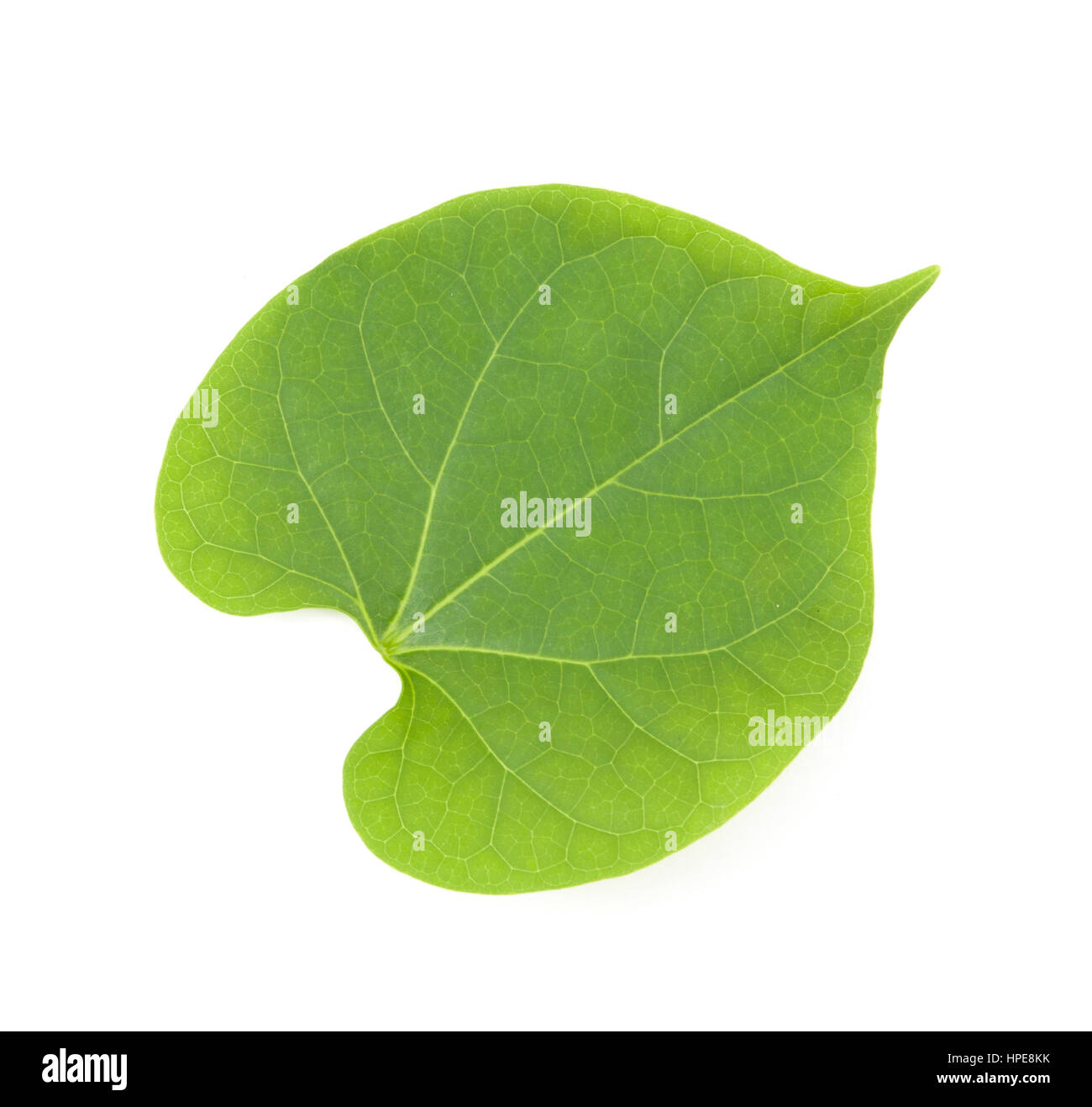 leaves isolated on white background Stock Photo - Alamy
