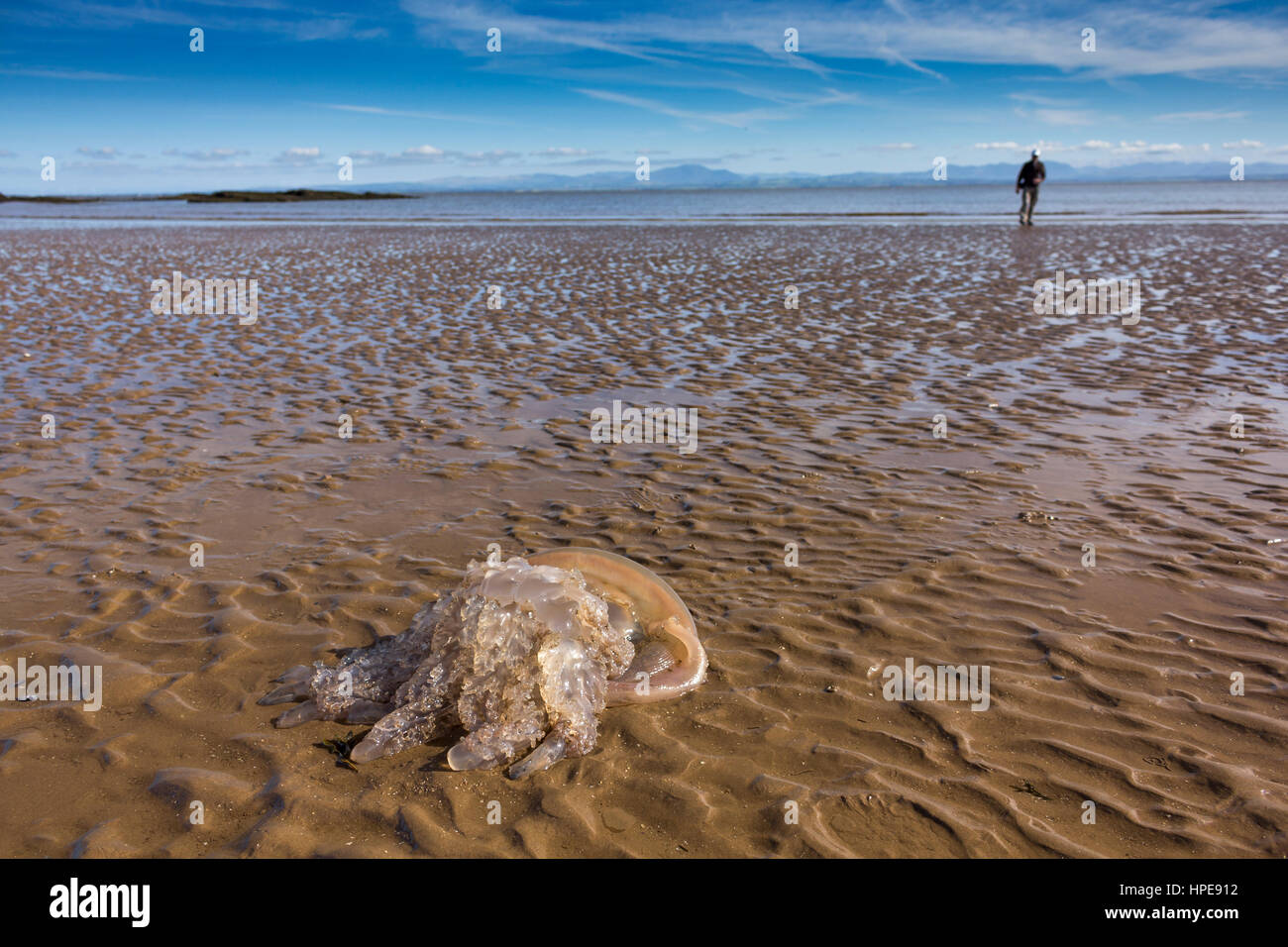 A beached Barrel Jellyfish (Rhizostoma pulmo) washed up on Southerness Beach, Dumfries and Galloway Scotland, UK. Stock Photo