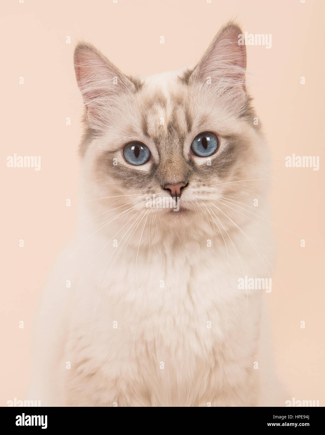 Ragdoll cat portrait facing the camera with blue eyes on a cream ...