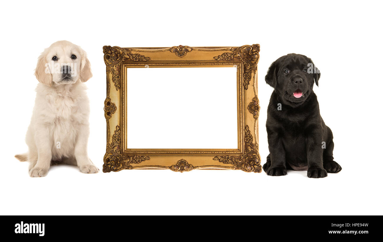 Golden victorian picture frame isolated on a white background with one golden retriever puppy and one black labrador puppy on the side with room for t Stock Photo