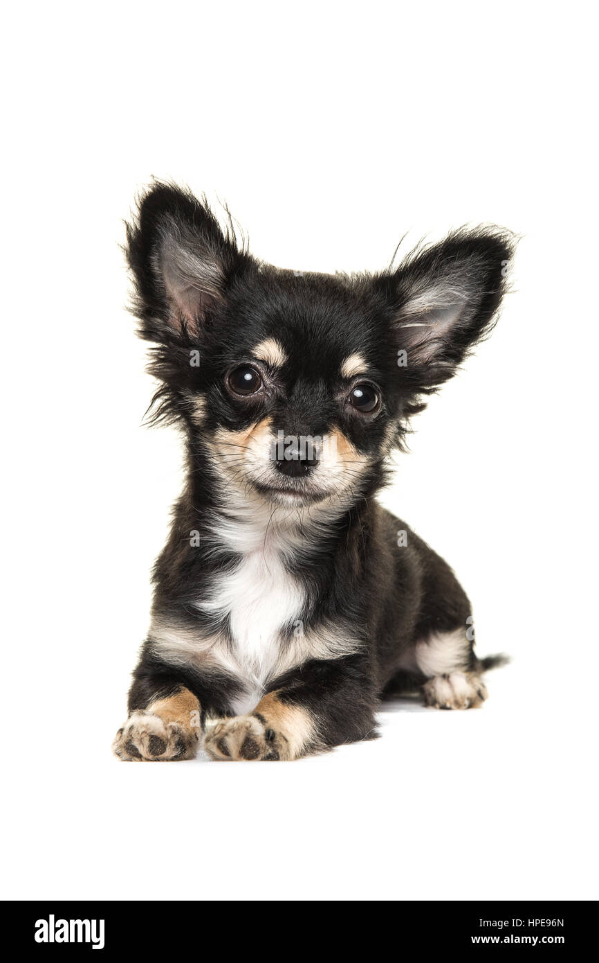 Long haired chihuahua Cut Out Stock Images & Pictures - Alamy