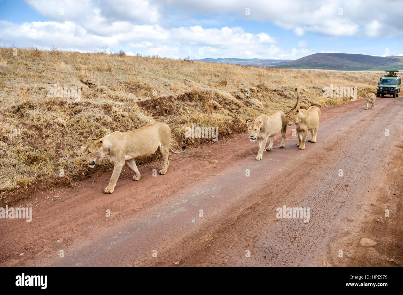 Lions walking on the road in front of safari car in Ngorongoro