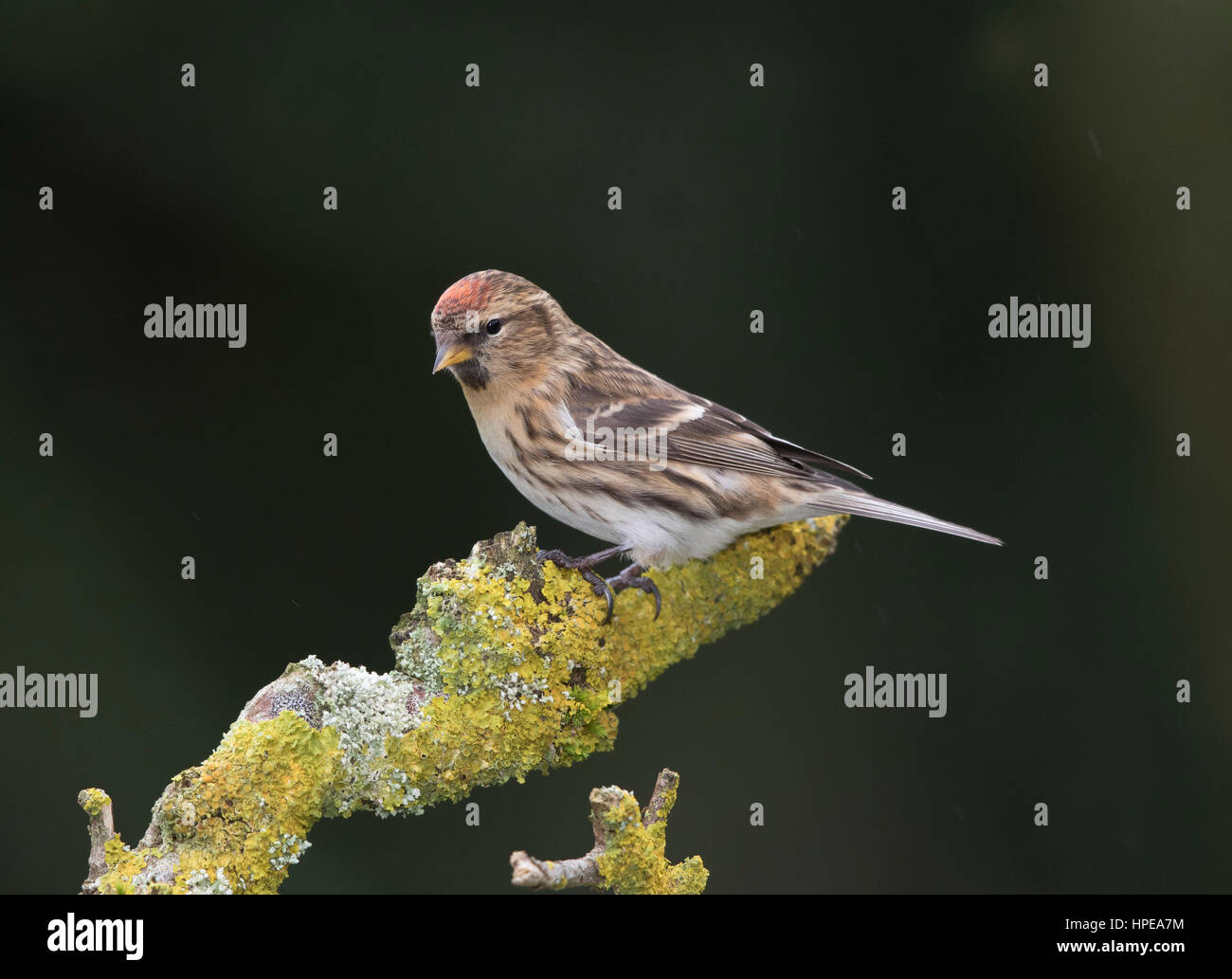 Redpoll (Carduelis flammea) on a lichen covered stump in winter,Wales,2017 Stock Photo