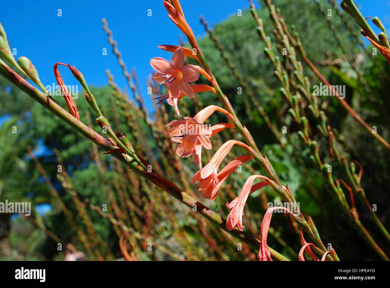 Bugle Lily (Watsonia hybride) orange flowers. Stock Photo