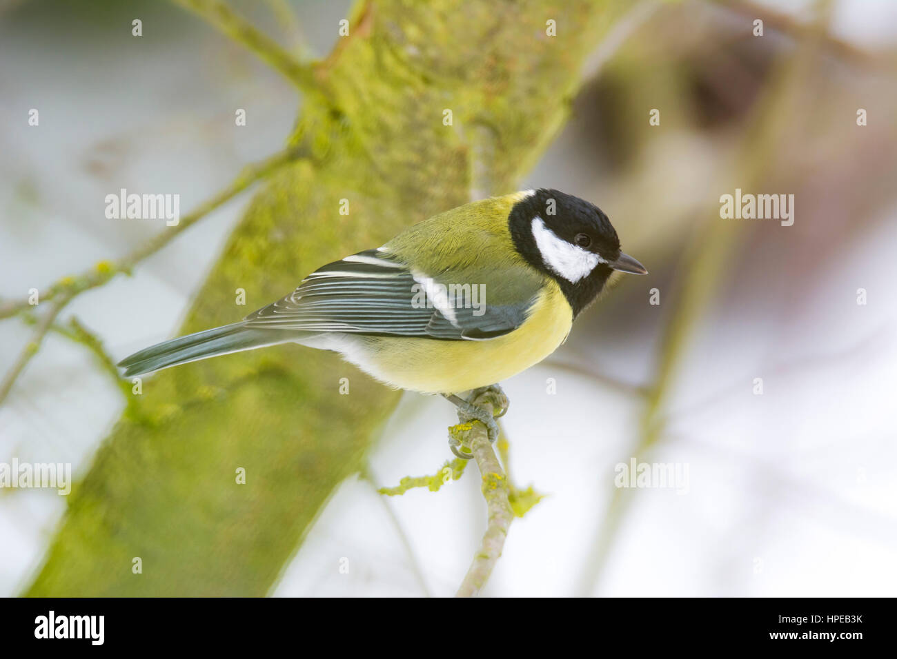 Closeup of a Great tit bird sitting on the branch of a tree Stock Photo