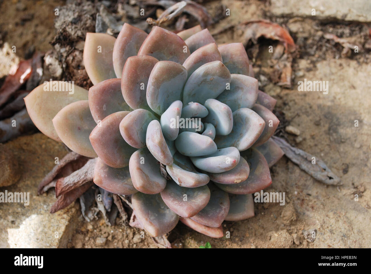 Dudleya caespitosa is a decorative succulent plant known by several common names, including Sealettuce, Sand lettuce, and Coast dudleya. Stock Photo