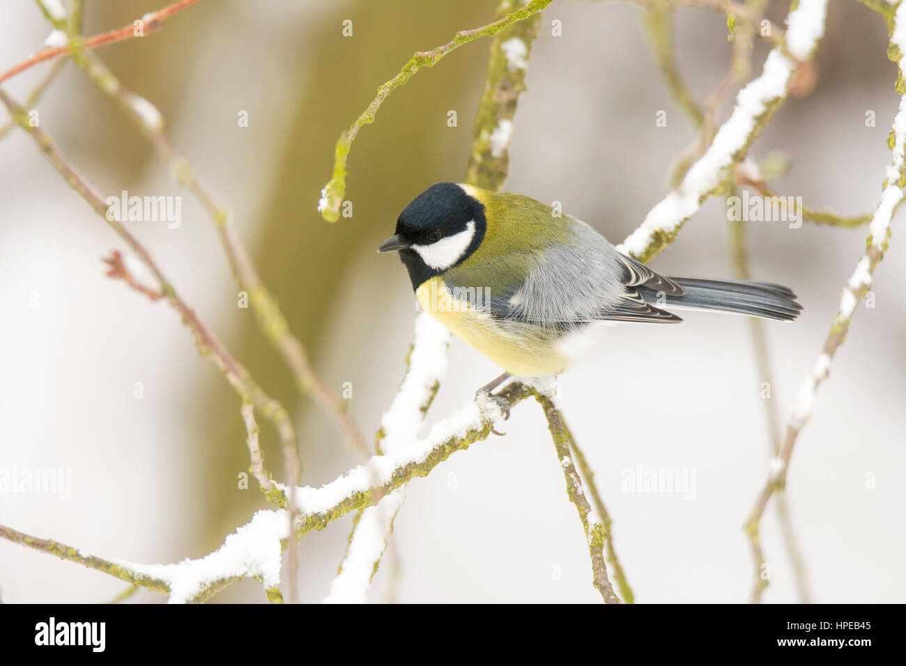 Closeup of a Great tit bird sitting on the branch of a snow covered tree Stock Photo