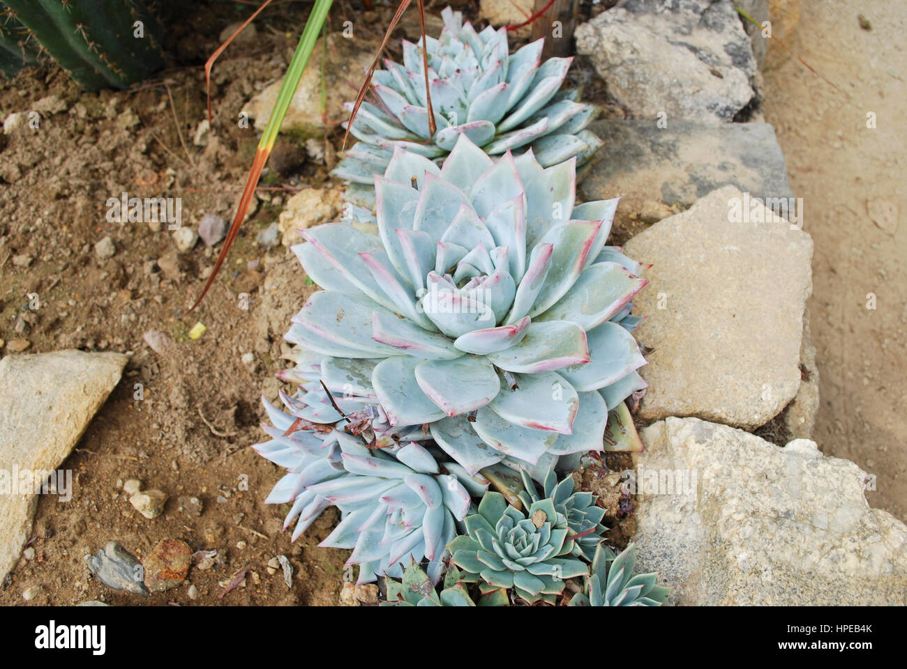 Dudleya caespitosa is a decorative succulent plant known by several common names, including Sealettuce, Sand lettuce, and Coast dudleya. Stock Photo