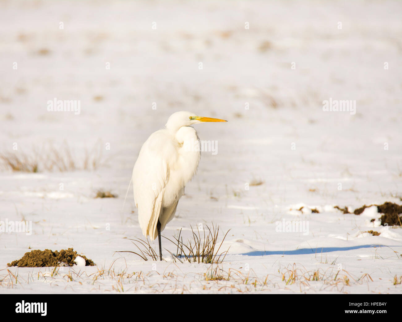 White great egret (Ardea alba) standing in a snow covered meadow Stock Photo