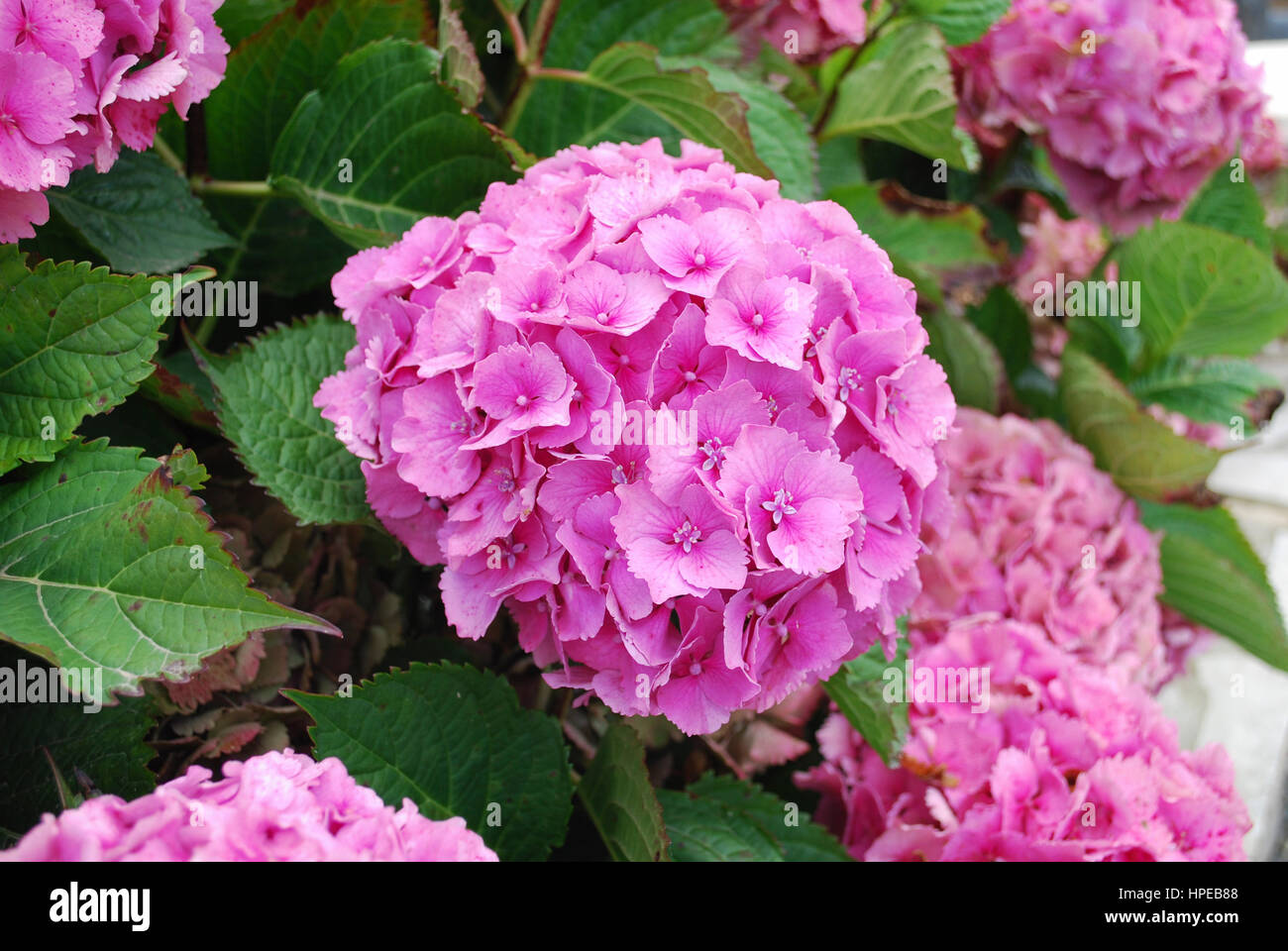 Big blooming flowers hi-res stock photography and images - Alamy