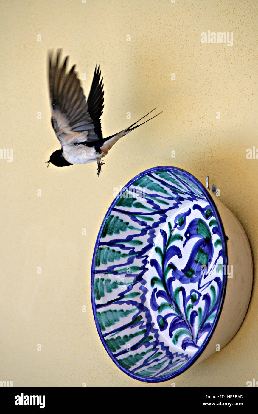 Swallow . Bird in flight returning to nest building, passing a Spanish