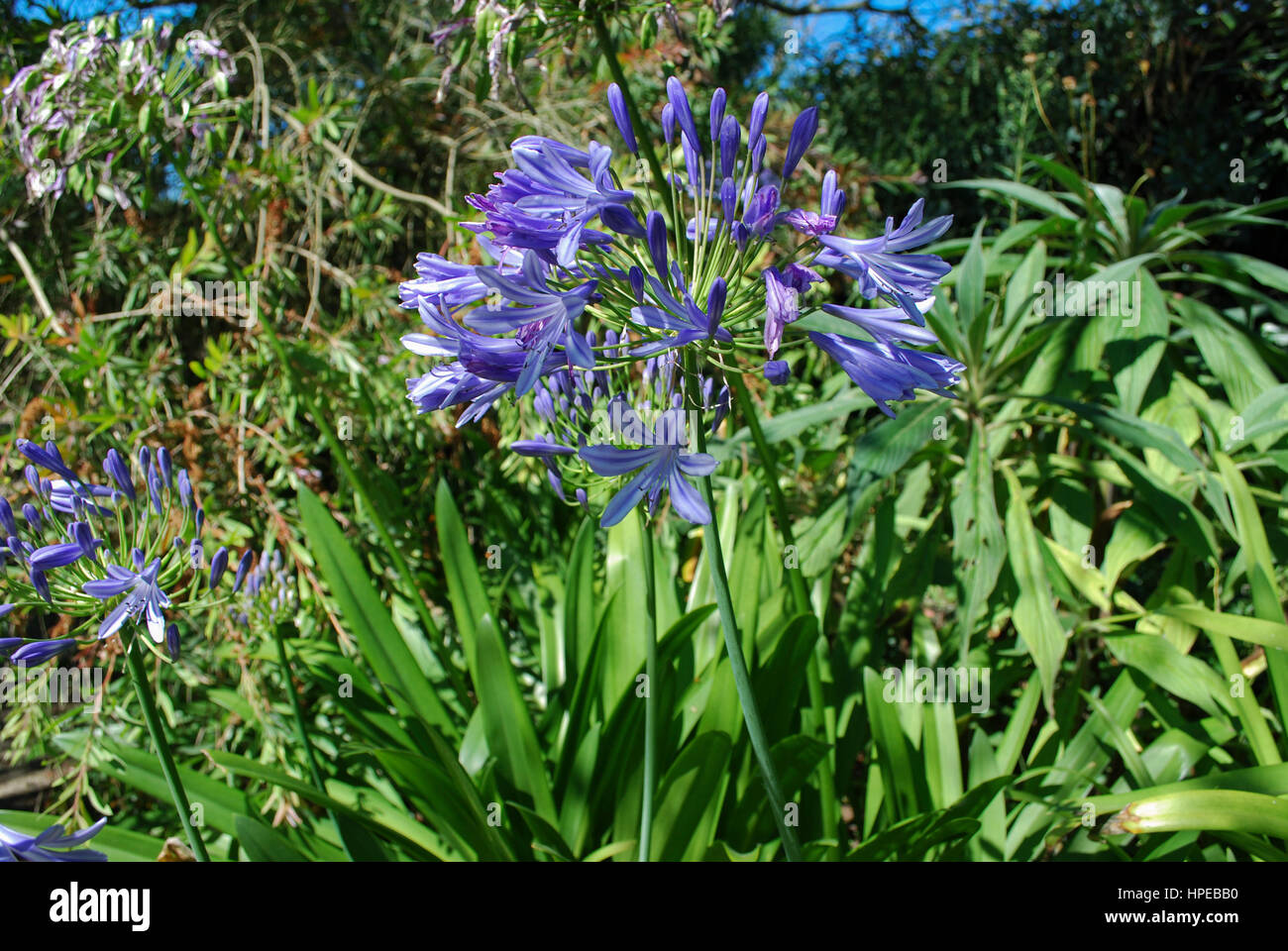 Lily of the Nile (Agapanthus praecox subsp. praecox 'Azure') bloom