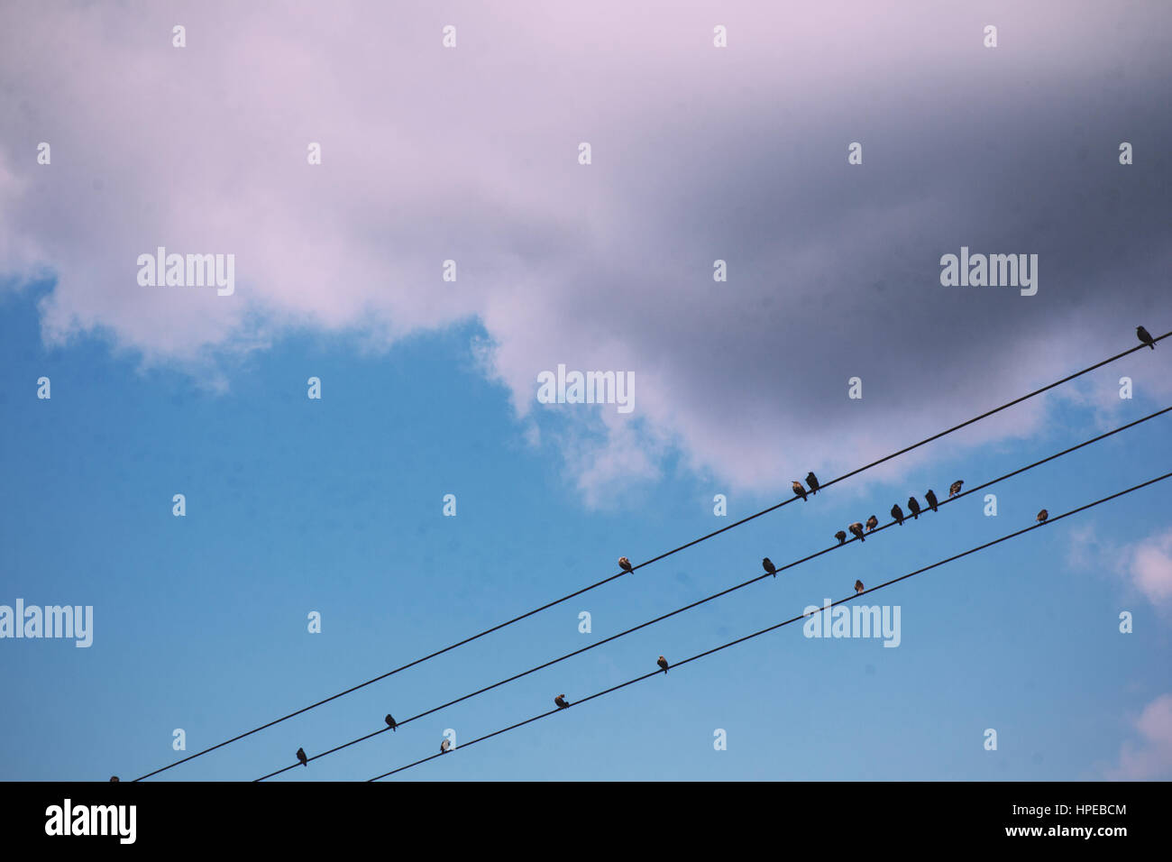 Birds sitting on wires against a blue sky with clouds Vintage Retro ...